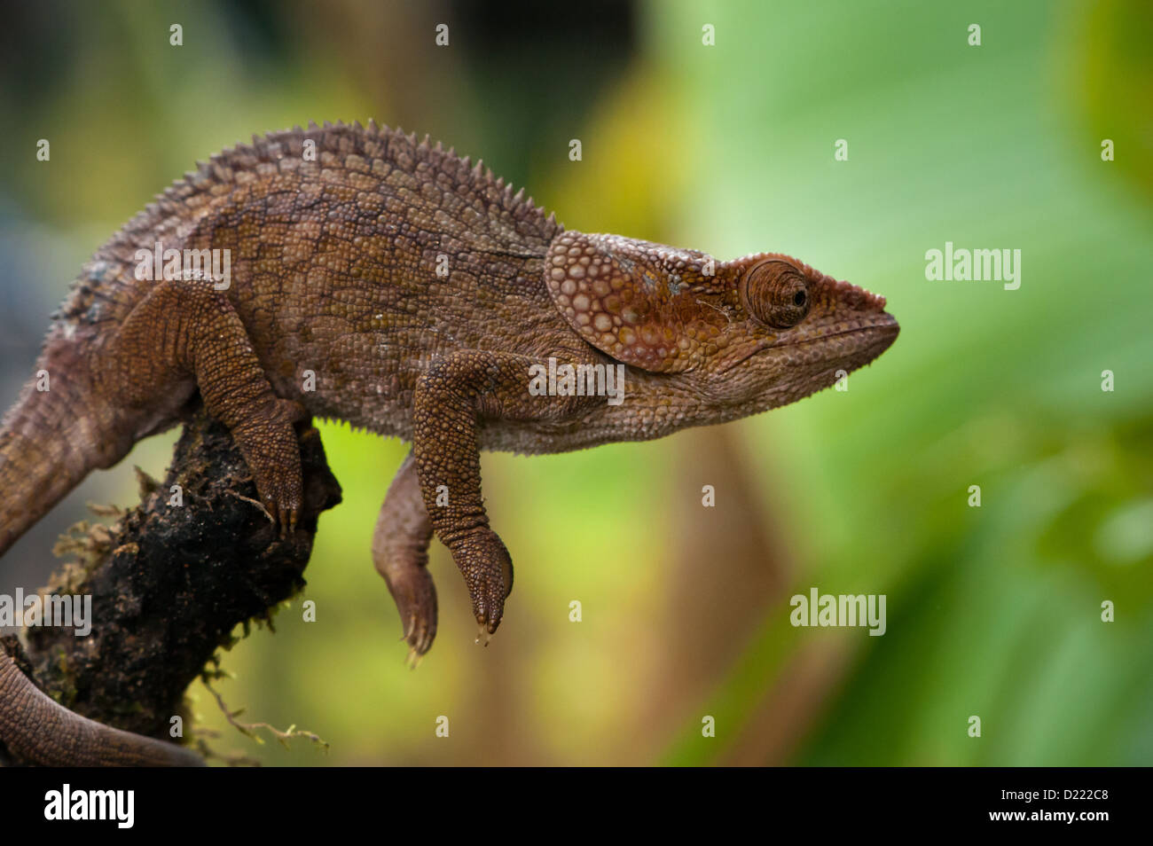 chameleon sitting on branch ready to jump Stock Photo