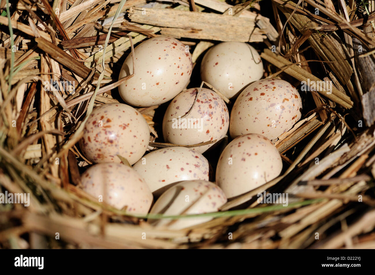 Wasserralle, Gelege – Water Rail, Eggs • Bayern; Deutschland Stock ...