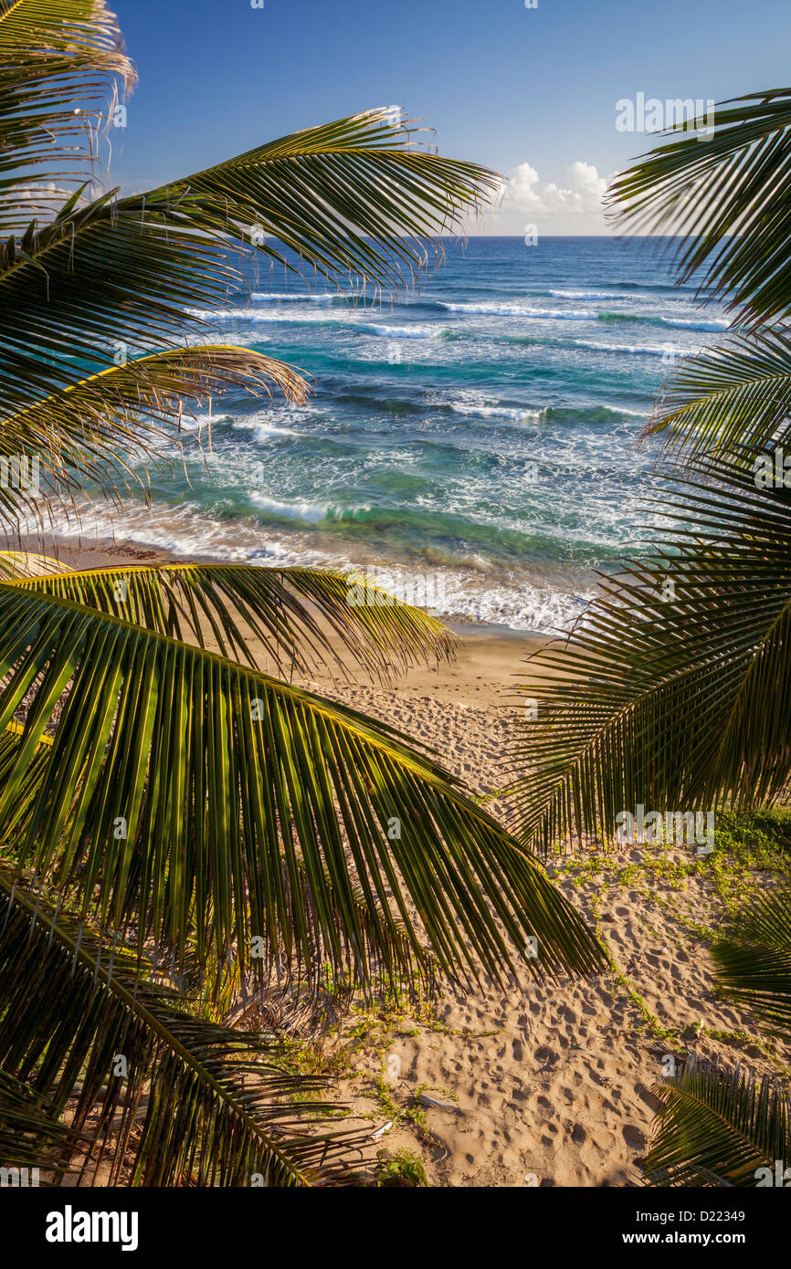 Isabel Beach, Puerto Rico, Palm Trees Stock Photo