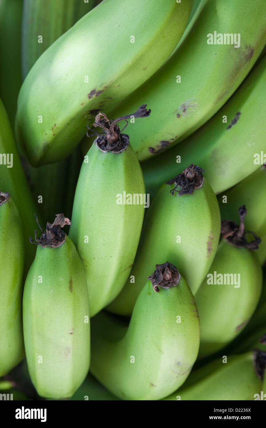 Bunch of green plantains, Puerto Rico Stock Photo Alamy