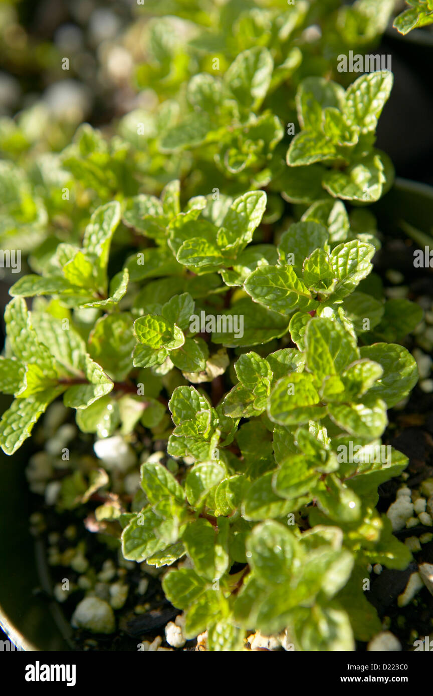 Kentucky colonel spearmint Stock Photo Alamy