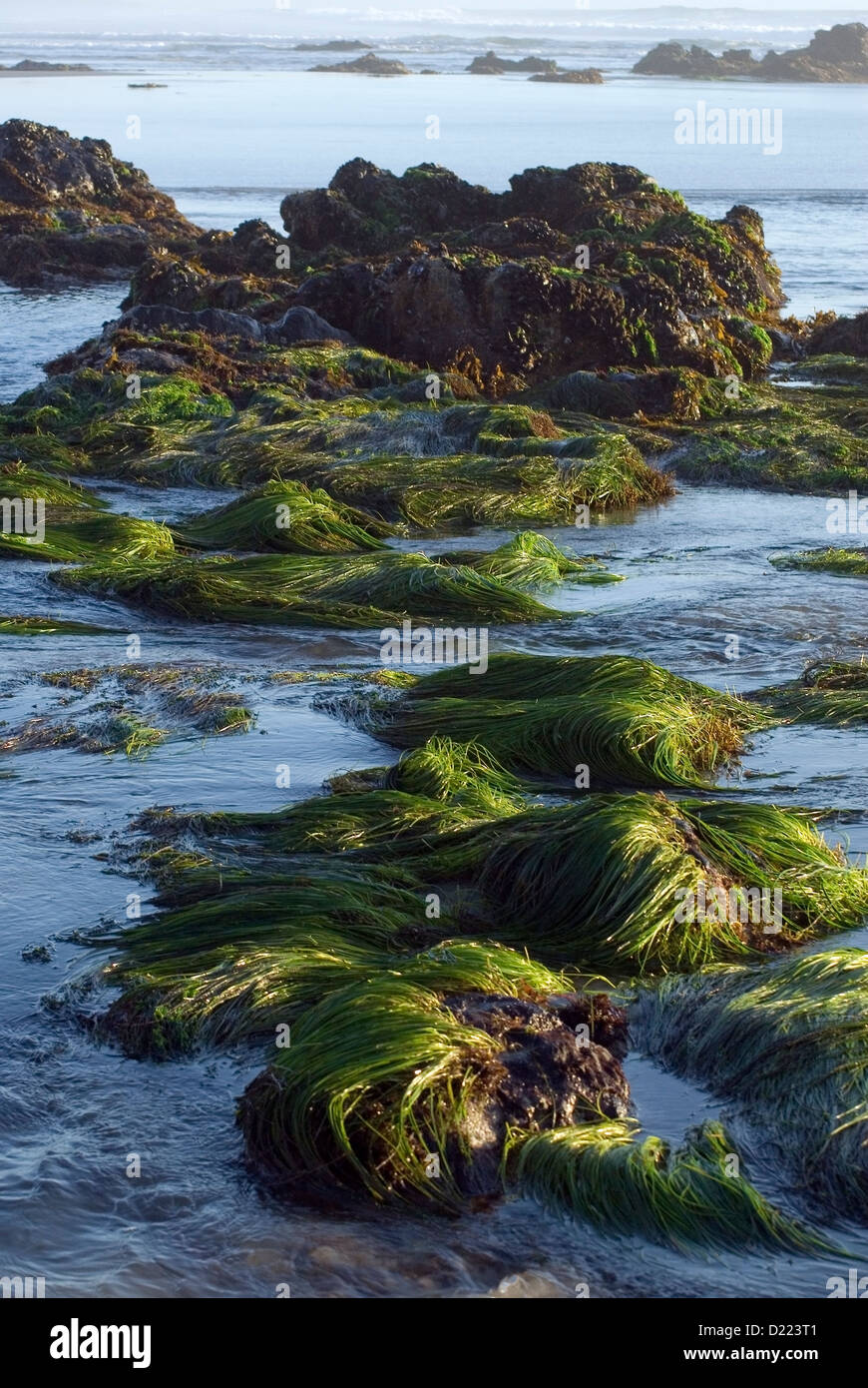 Seagrass is illuminated by beautiful afternoon light at low tide in Baja, Mexico. Stock Photo