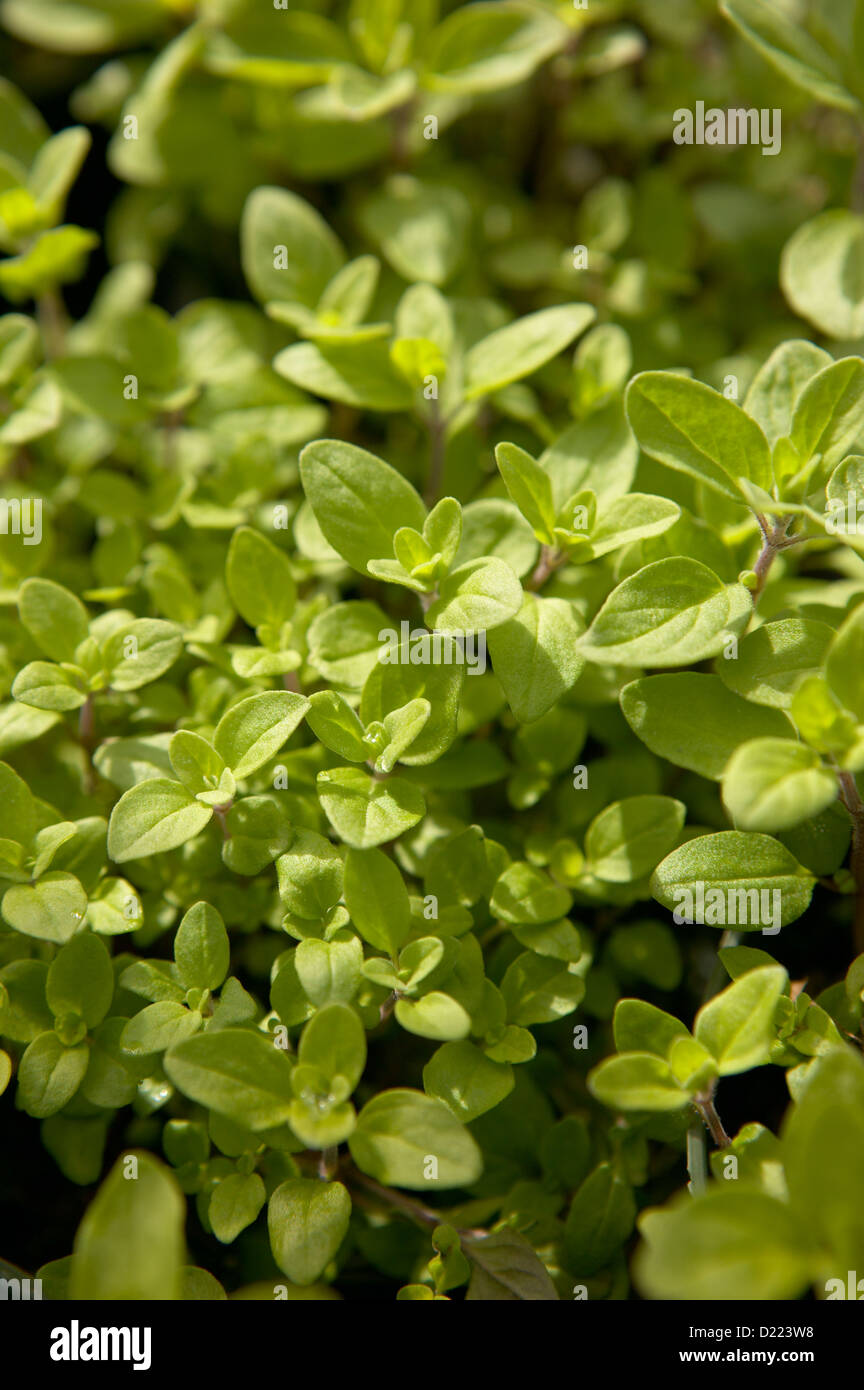 Sweet Marjoram Stock Photo