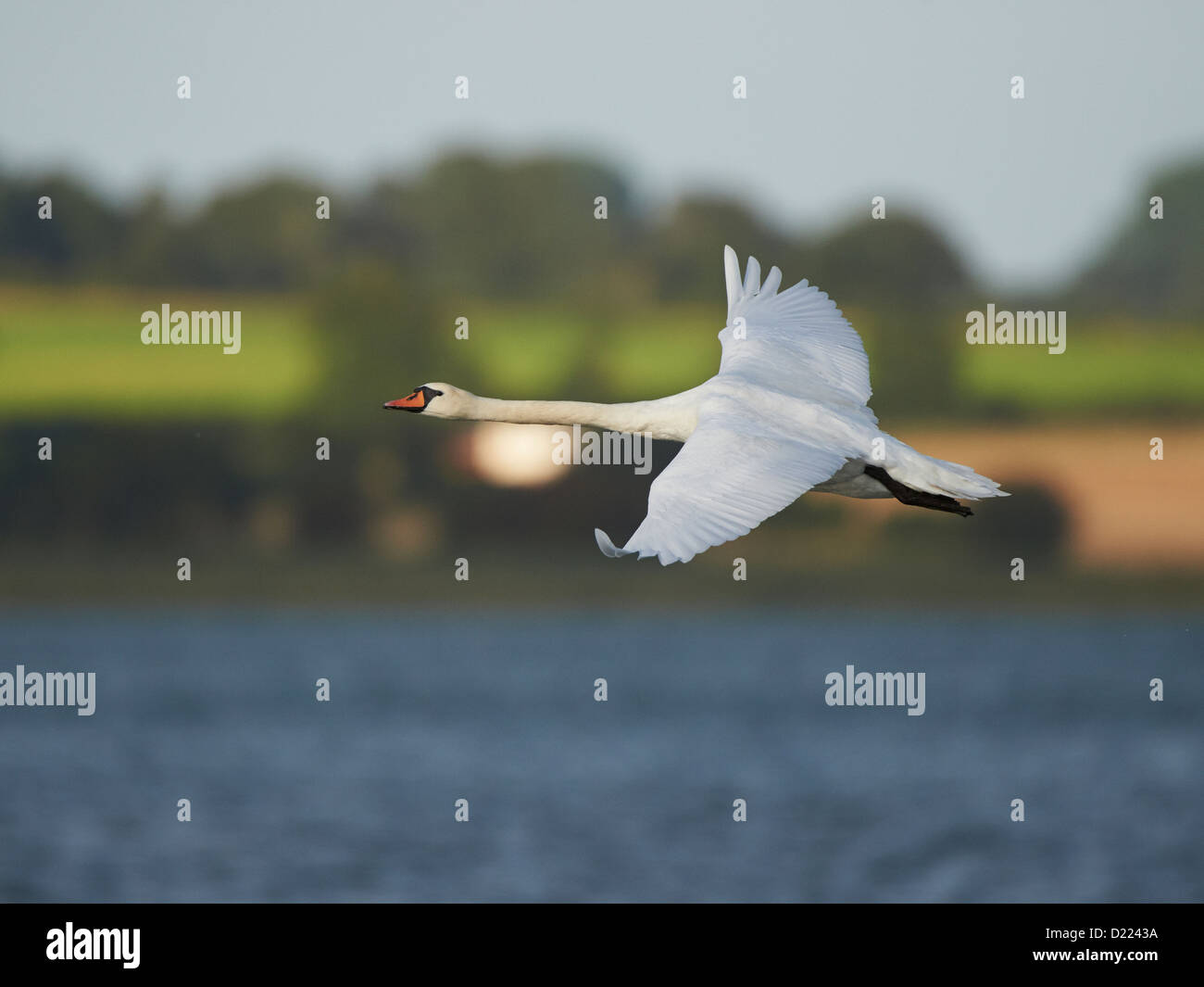 Mute Swan in flight Stock Photo Alamy