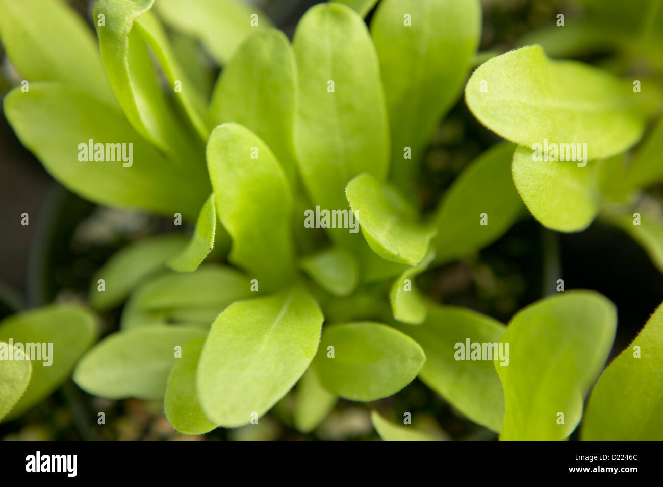 Calendula Stock Photo