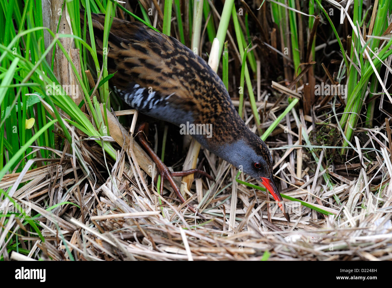 Wasserralle – Water Rail • Bayern; Deutschland Stock Photo