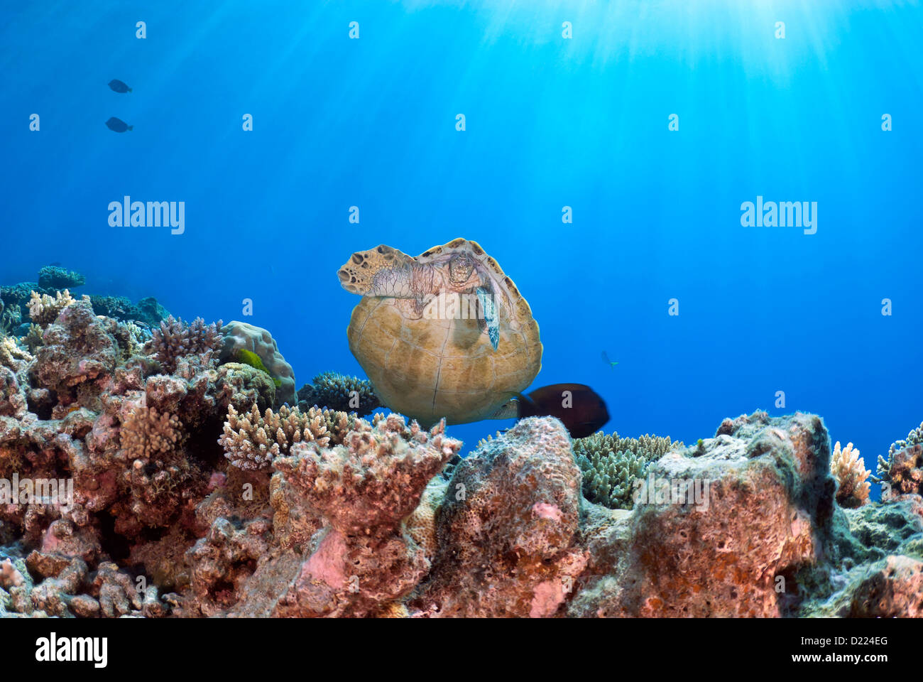 Green Sea Turtle Chelonia mydas is feeding on a Coral Reef, Coral Sea, Great Barrier Reef, Pacific Ocean, Queensland, Australia Stock Photo