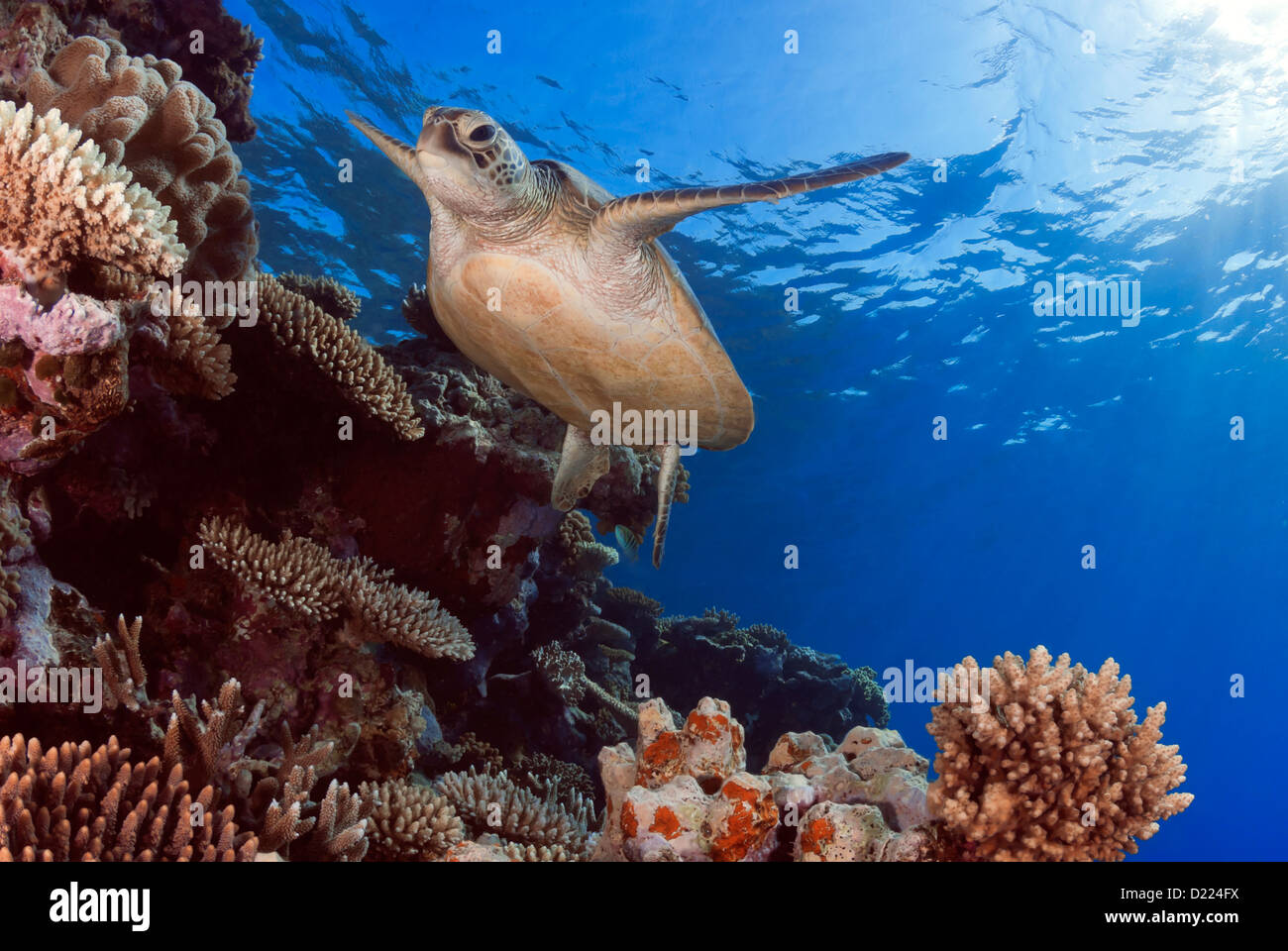 Green Sea Turtle Chelonia mydas swimming over a Coral Reef, Coral Sea, Great Barrier Reef, Pacific Ocean, Queensland, Australia Stock Photo