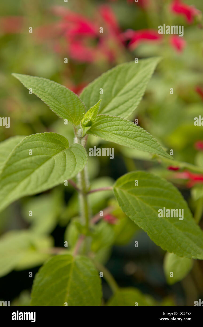 Pineapple sage herb hires stock photography and images Alamy