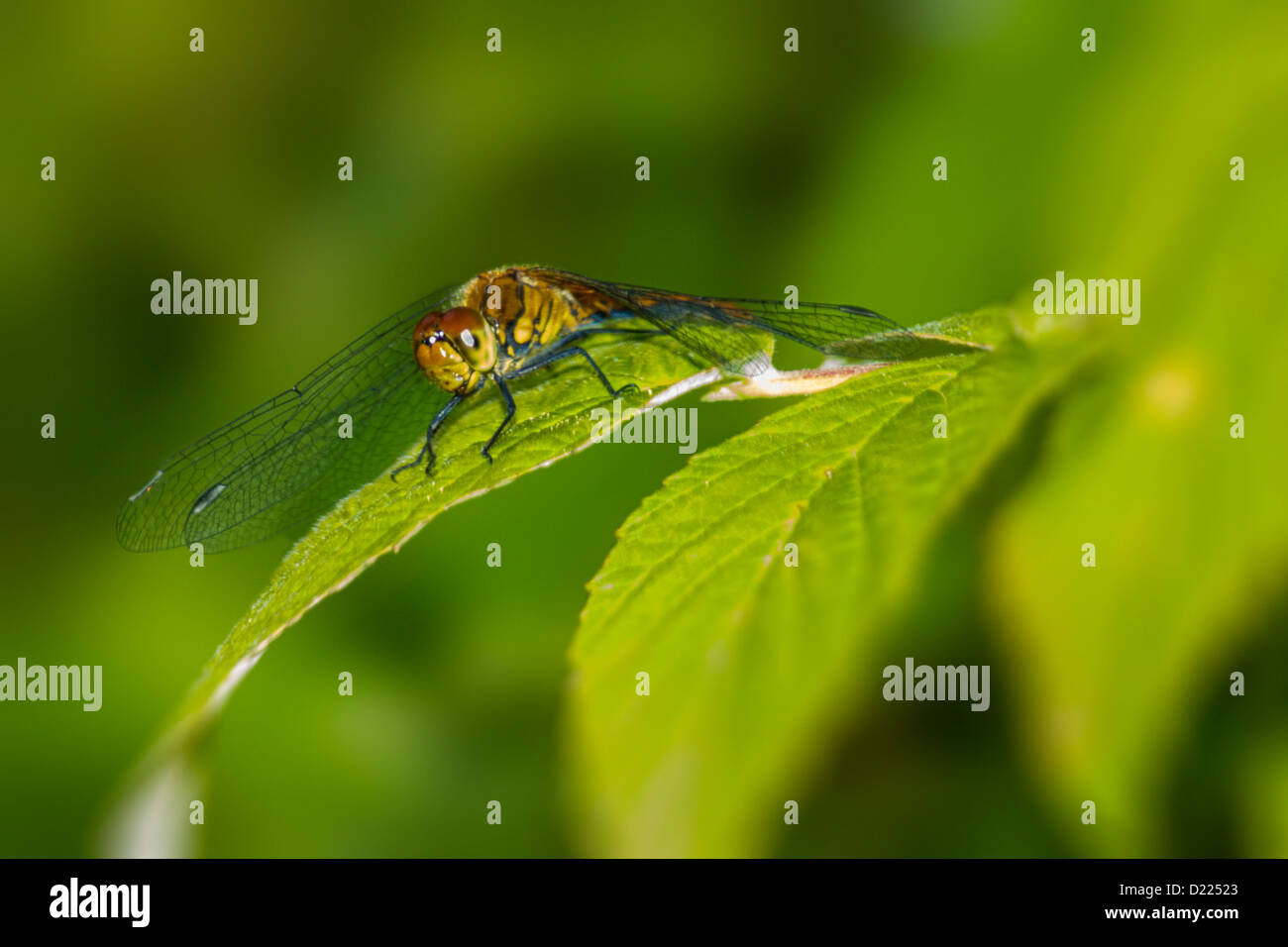 Portrait of a dragonfly Stock Photo
