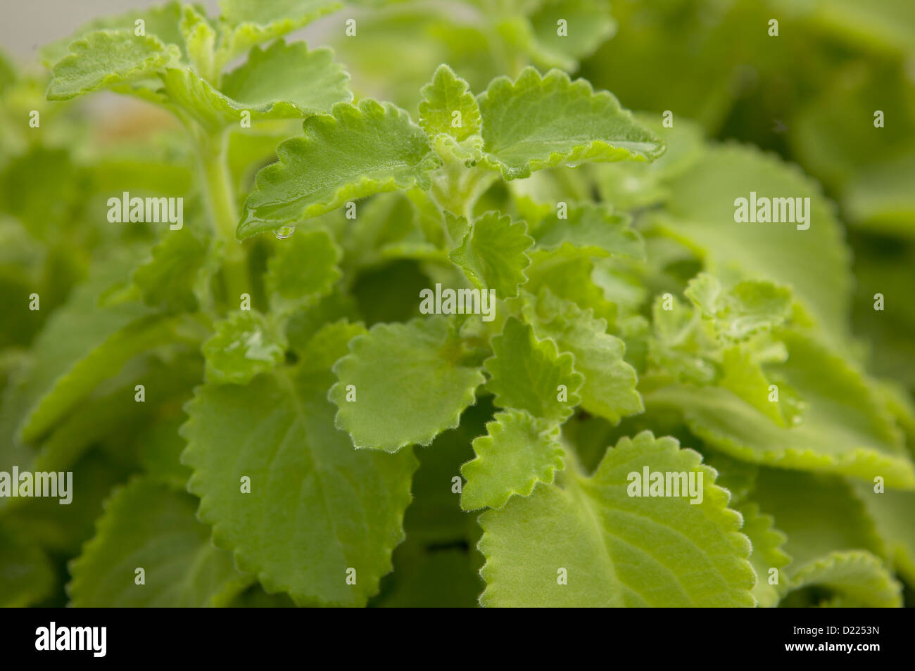 Cuban Oregano Broadleaf Thyme Stock Photo