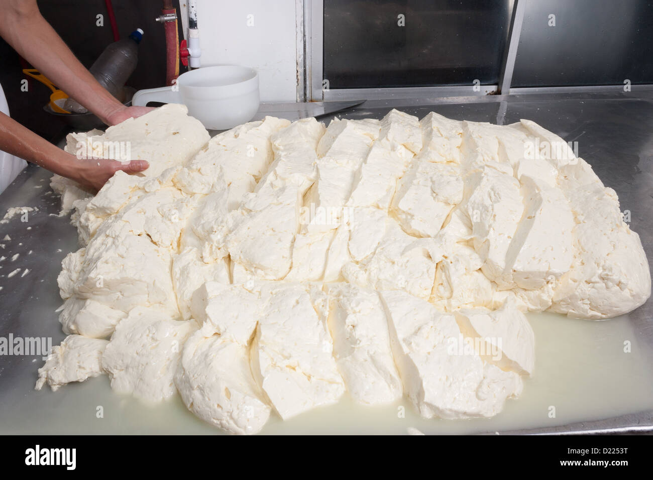 Freshly fermented cheese being moved on during production process Stock ...