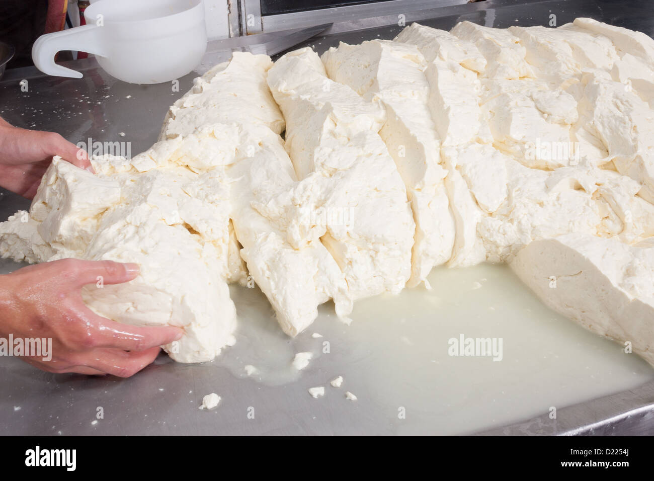 Freshly fermented cheese being moved on during production process Stock ...