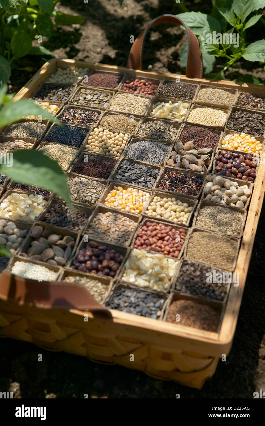 Assorted seeds in basket Stock Photo