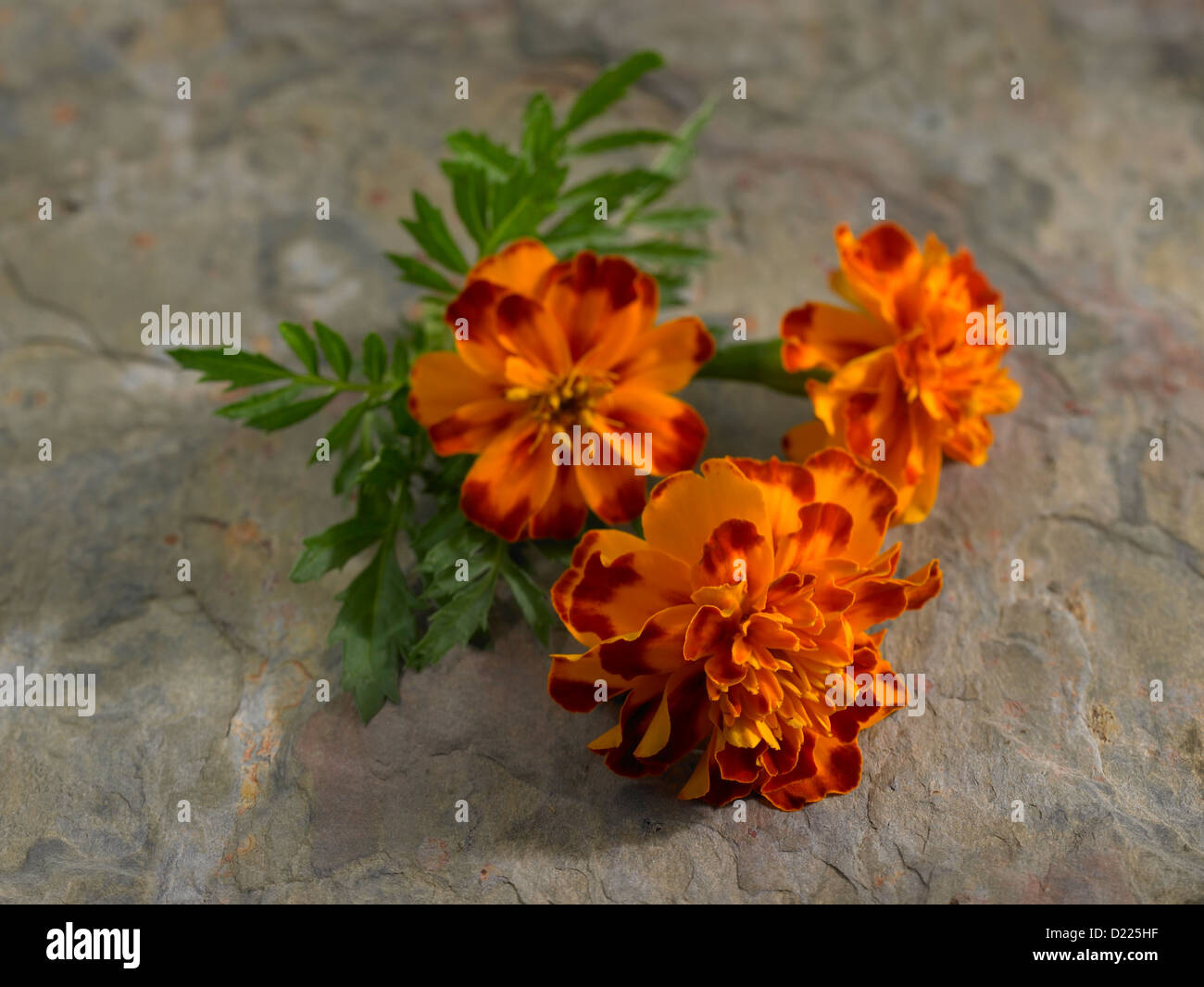 Marigold flower Stock Photo