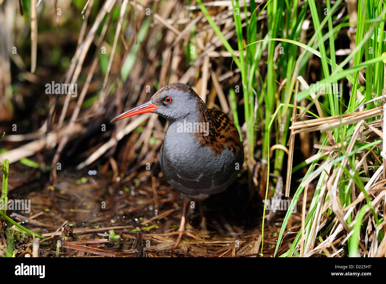 Wasserralle – Water Rail • Bayern; Deutschland Stock Photo