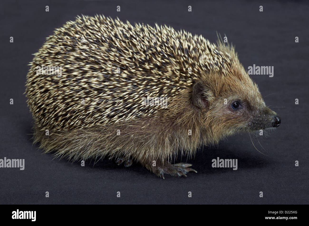 angle shot of a young hedgehog. Studio photography in dark back Stock Photo