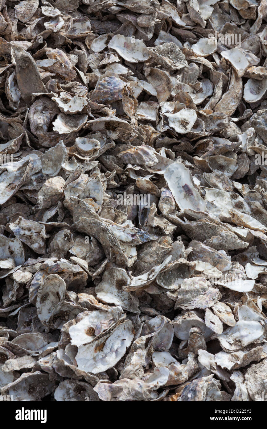 Pile of empty oyster shells, Charleston, Oregon Stock Photo Alamy