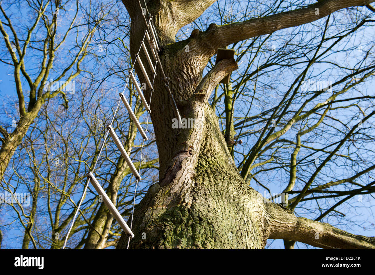 Climbing in the rope ladder in big tree Stock Photo - Alamy