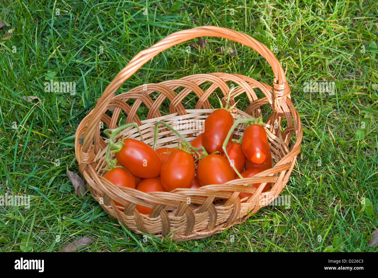 Basket of fresh tomatoes on green grass Stock Photo - Alamy