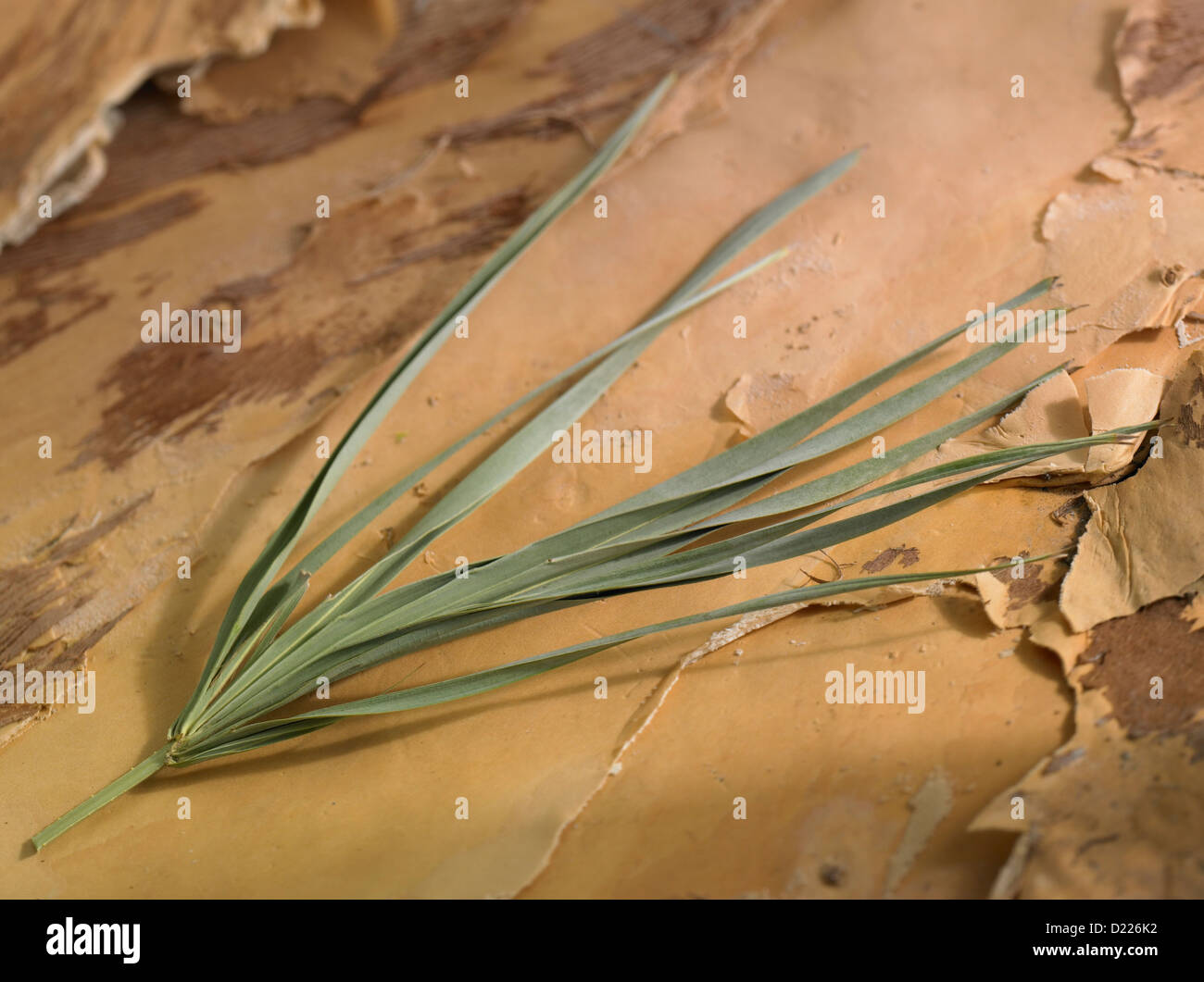 Saw Palmetto leaves Stock Photo Alamy