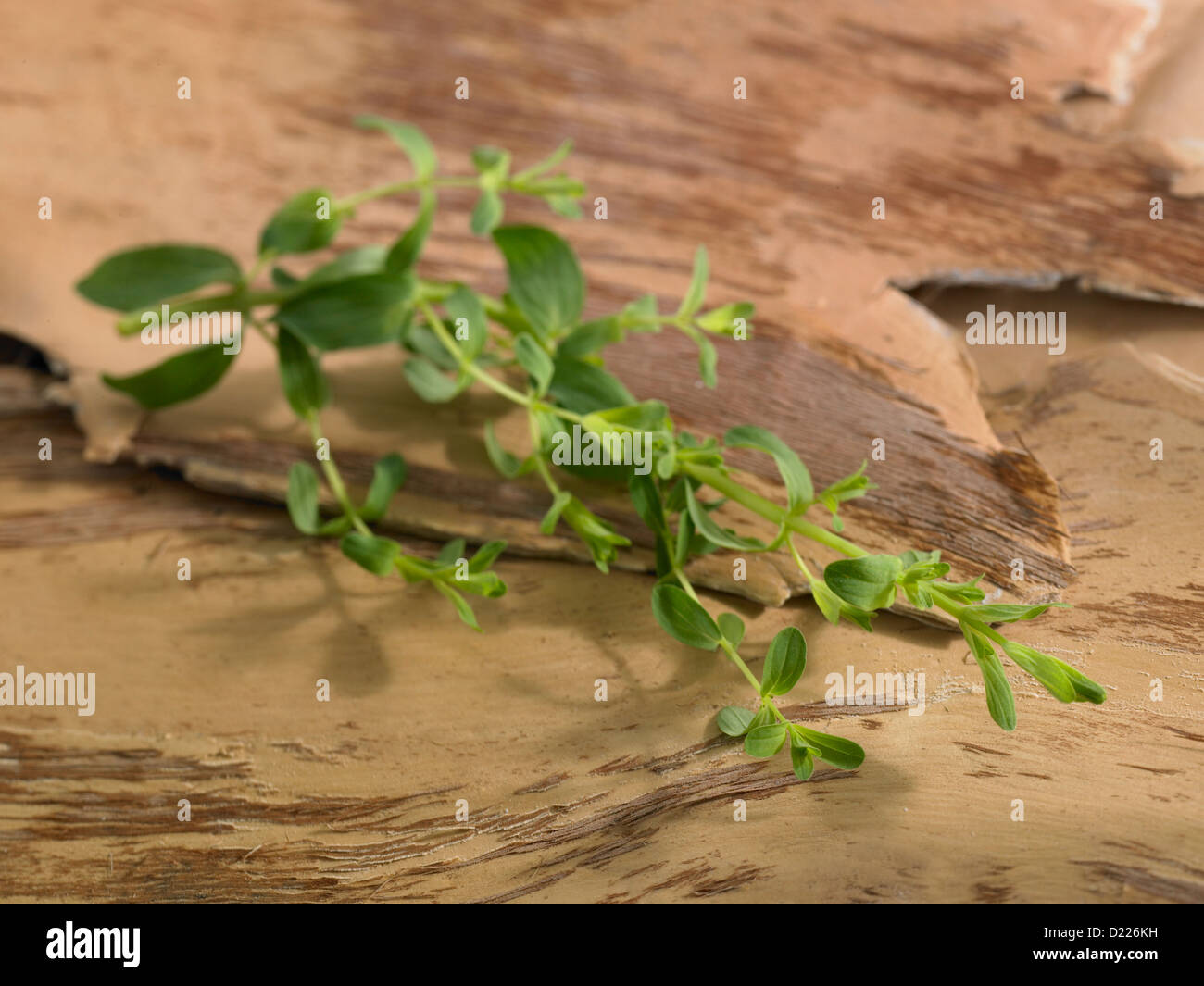 St. John's wort leaves Stock Photo Alamy