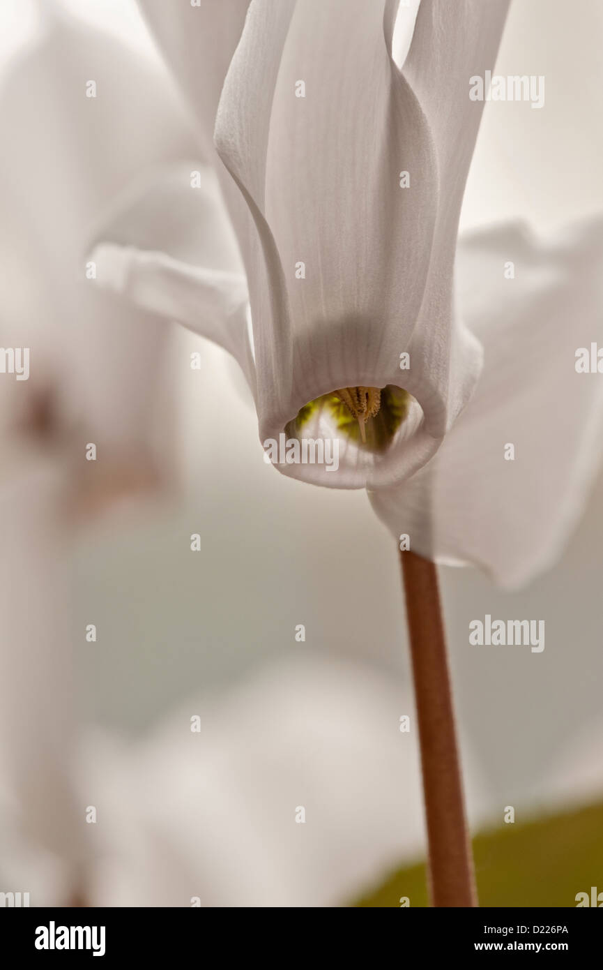 Bunch of white cyclamen plant flowers with inverted petals pointing upwards whilst the flower rim face faces down Stock Photo
