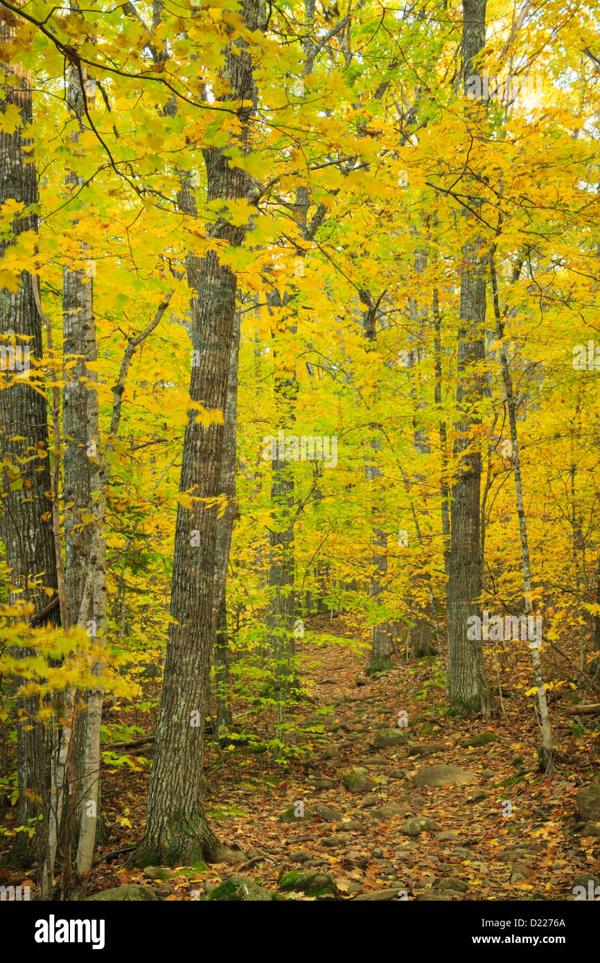 Frohock Mountain Trail, Camden, Maine, USA Stock Photo - Alamy