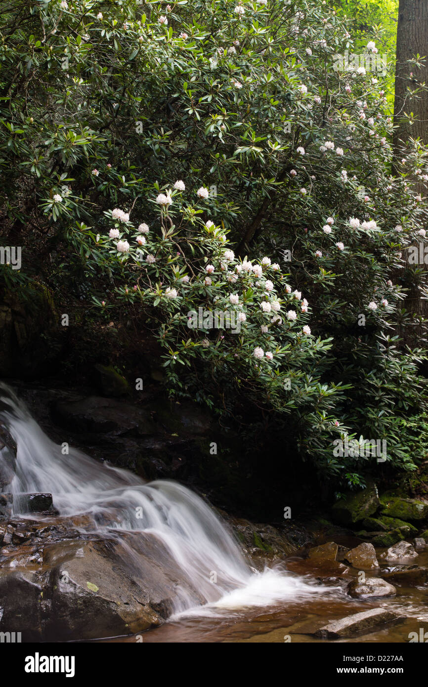 Rhododendron bloom beside Laurel Falls, a waterfall in the smoky mountains  Stock Photo - Alamy