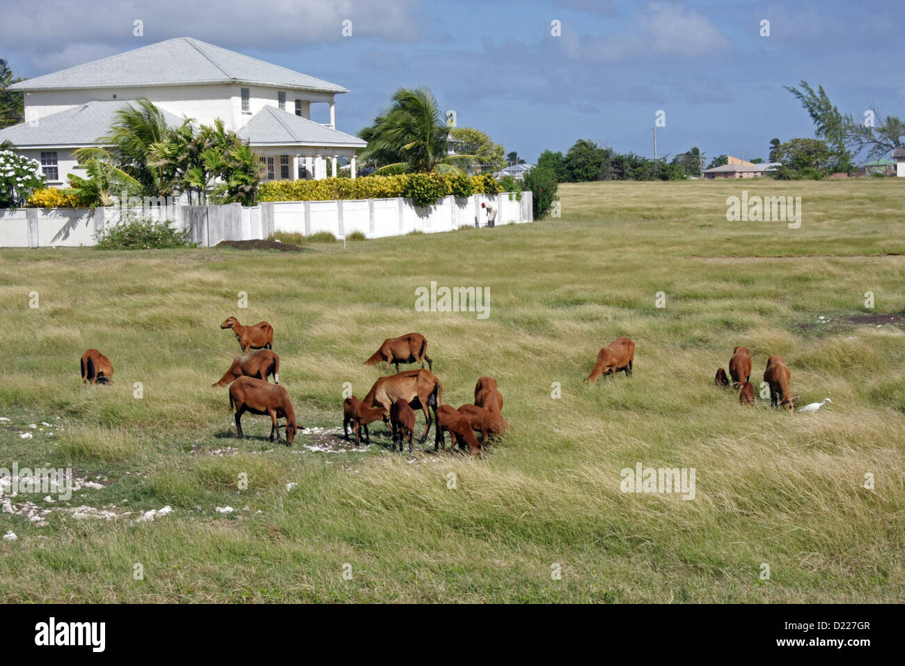 Caribbean goats which are in fact Barbados black bellied sheep Stock Photo