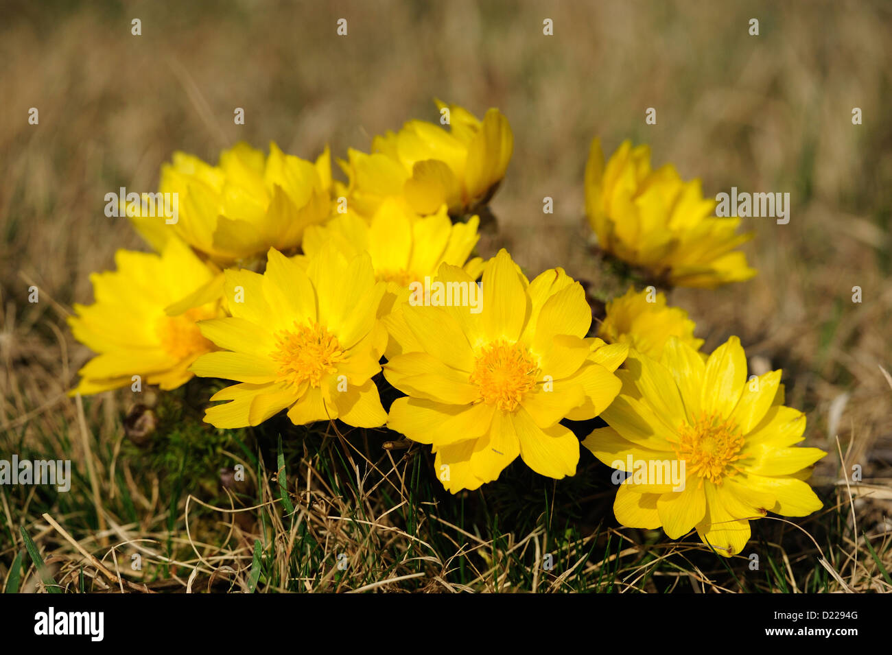 Fruehlings-Adonisroeschen – Spring Adonis • Bayern, Deutschland Stock Photo