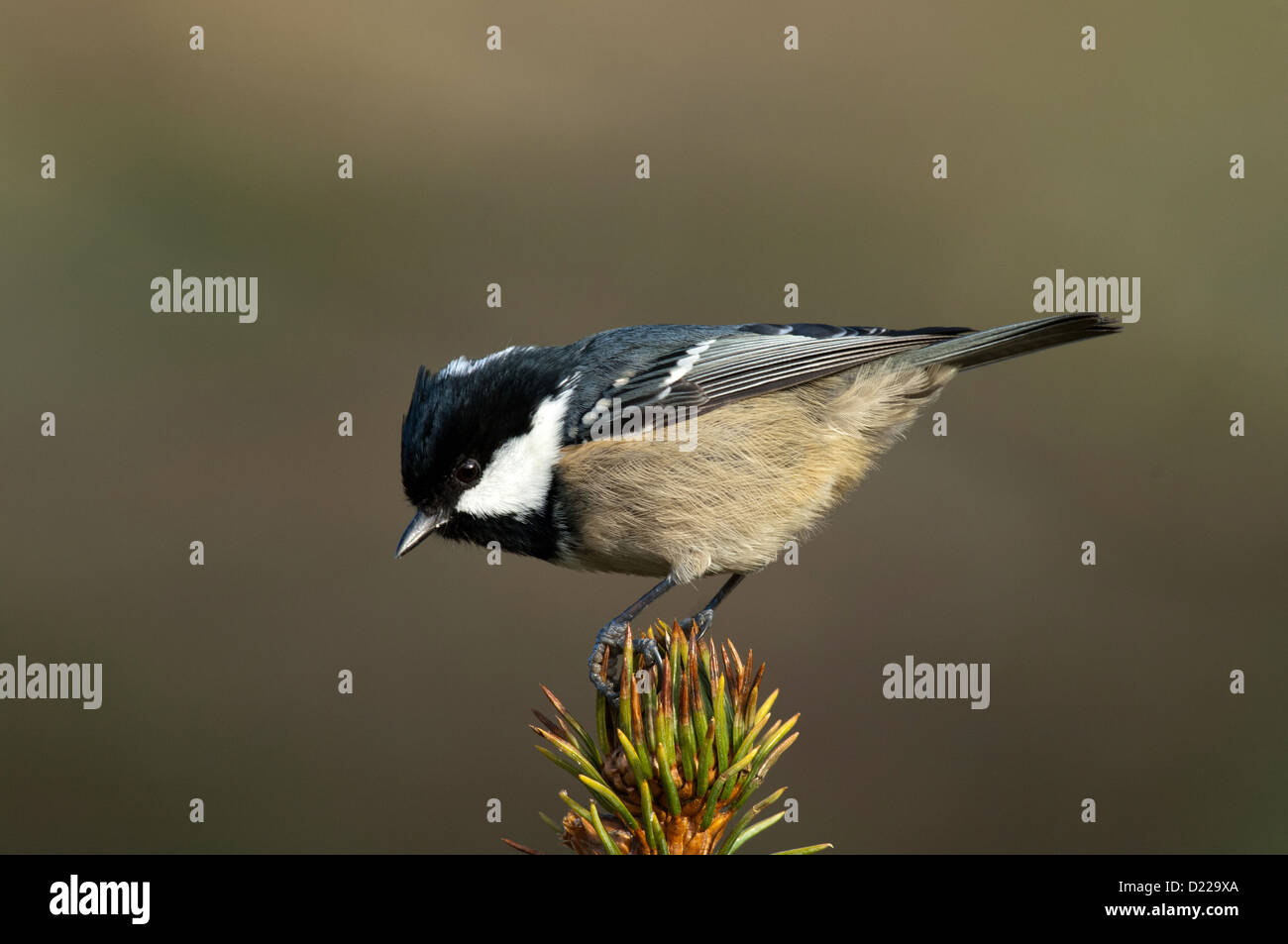 Tannenmeise (Periparus ater) Coal Tit • Baden-Wuerttemberg, Deutschland Stock Photo