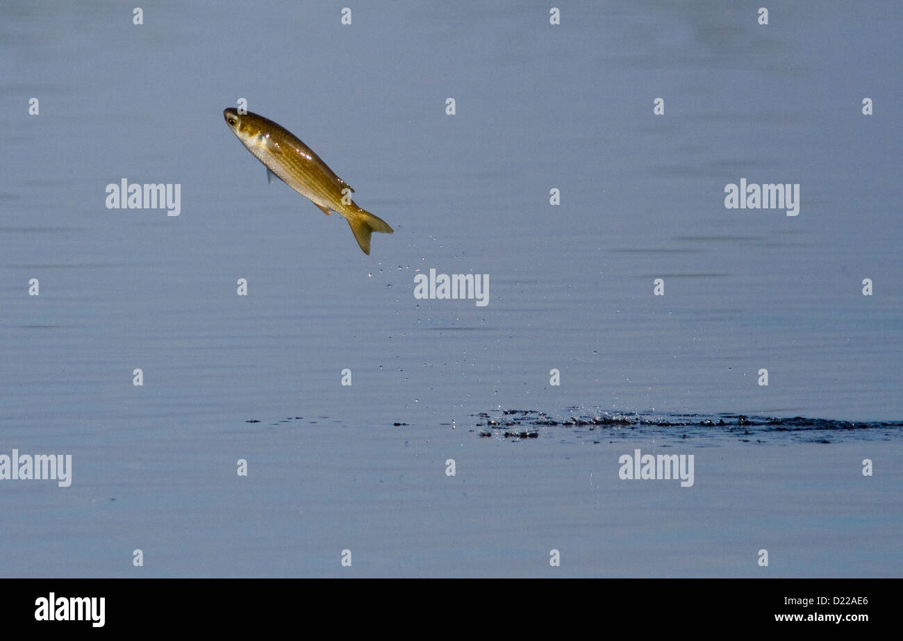 FLATHEAD, BLACK or STRIPED MULLET (Mugil cephalus) leaping from water, Ding Darling National Park, Sanibel Island, Florida, USA. Stock Photo