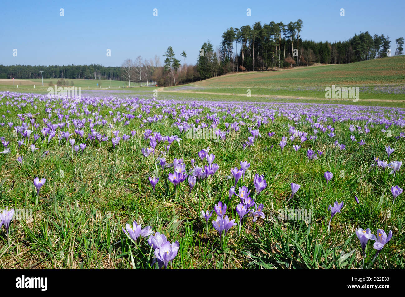 Fruehlings-Krokus, Fruehlings-Safran – Crocus • Mittelfranken, Bayern, Deutschland Stock Photo