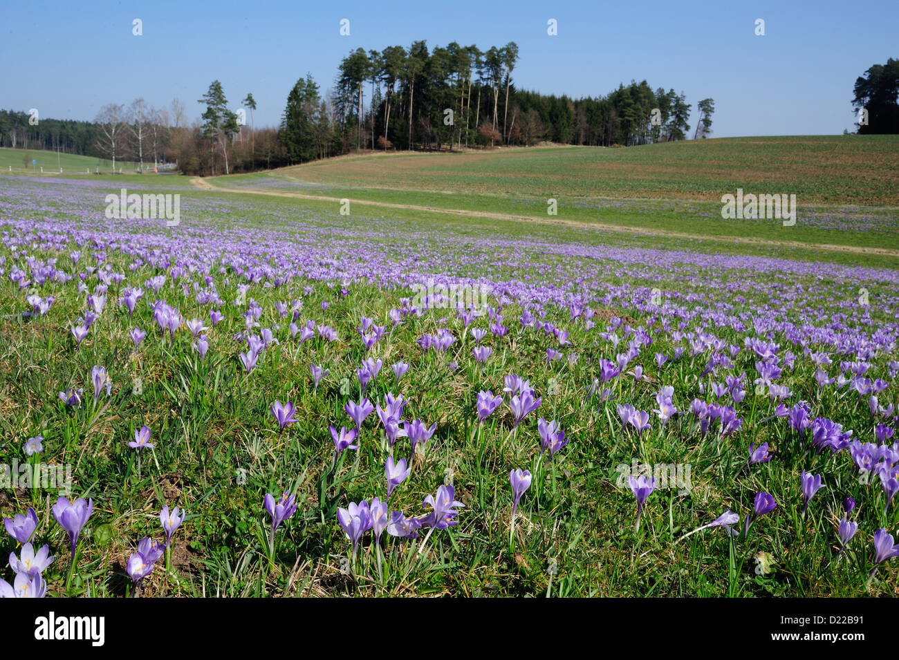 Fruehlings-Krokus, Fruehlings-Safran – Crocus • Mittelfranken, Bayern, Deutschland Stock Photo