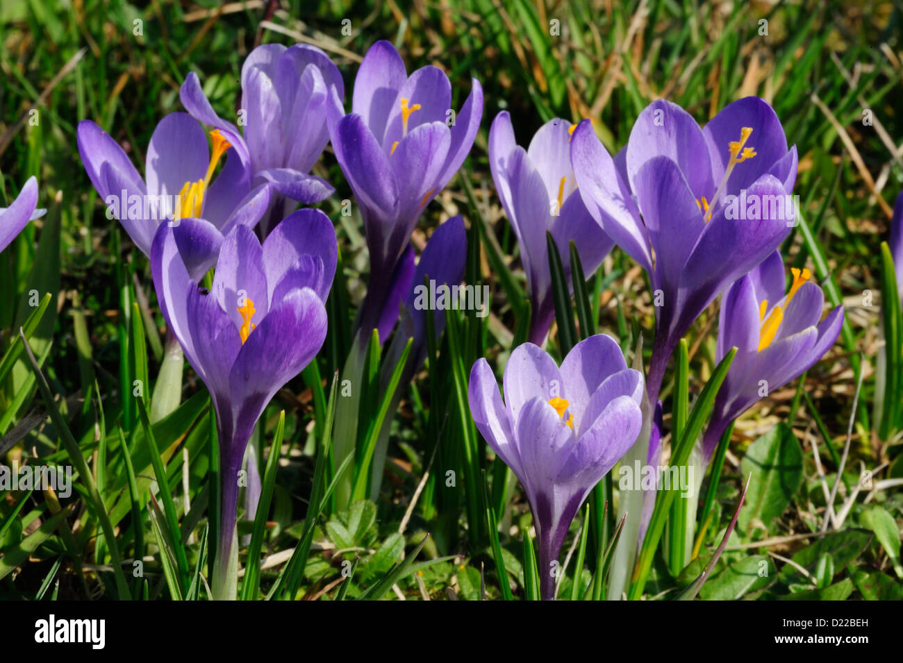 Fruehlings-Krokus, Fruehlings-Safran – Crocus • Mittelfranken, Bayern ...