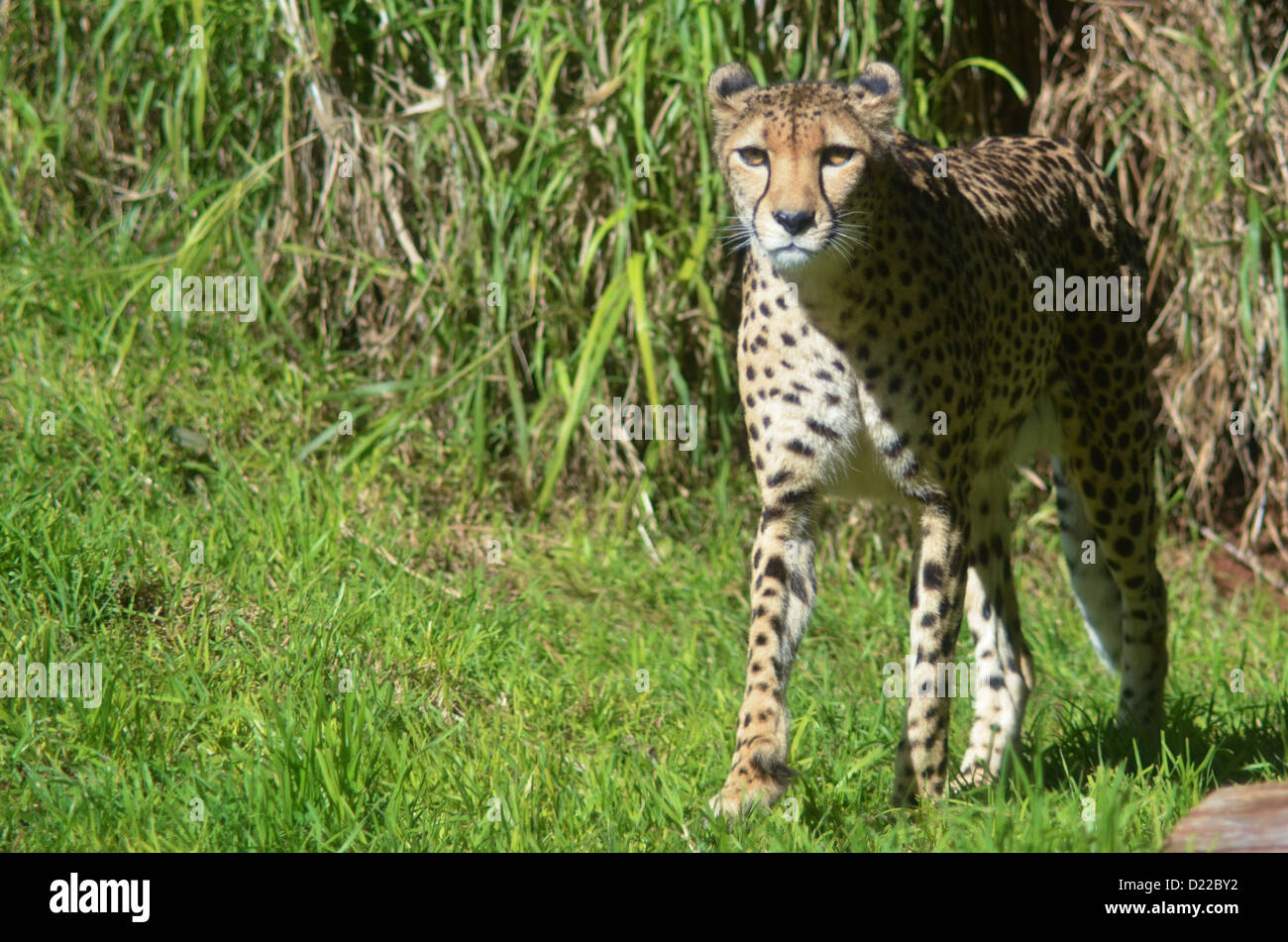 Cheetah Walking Towards Camera Stock Photo