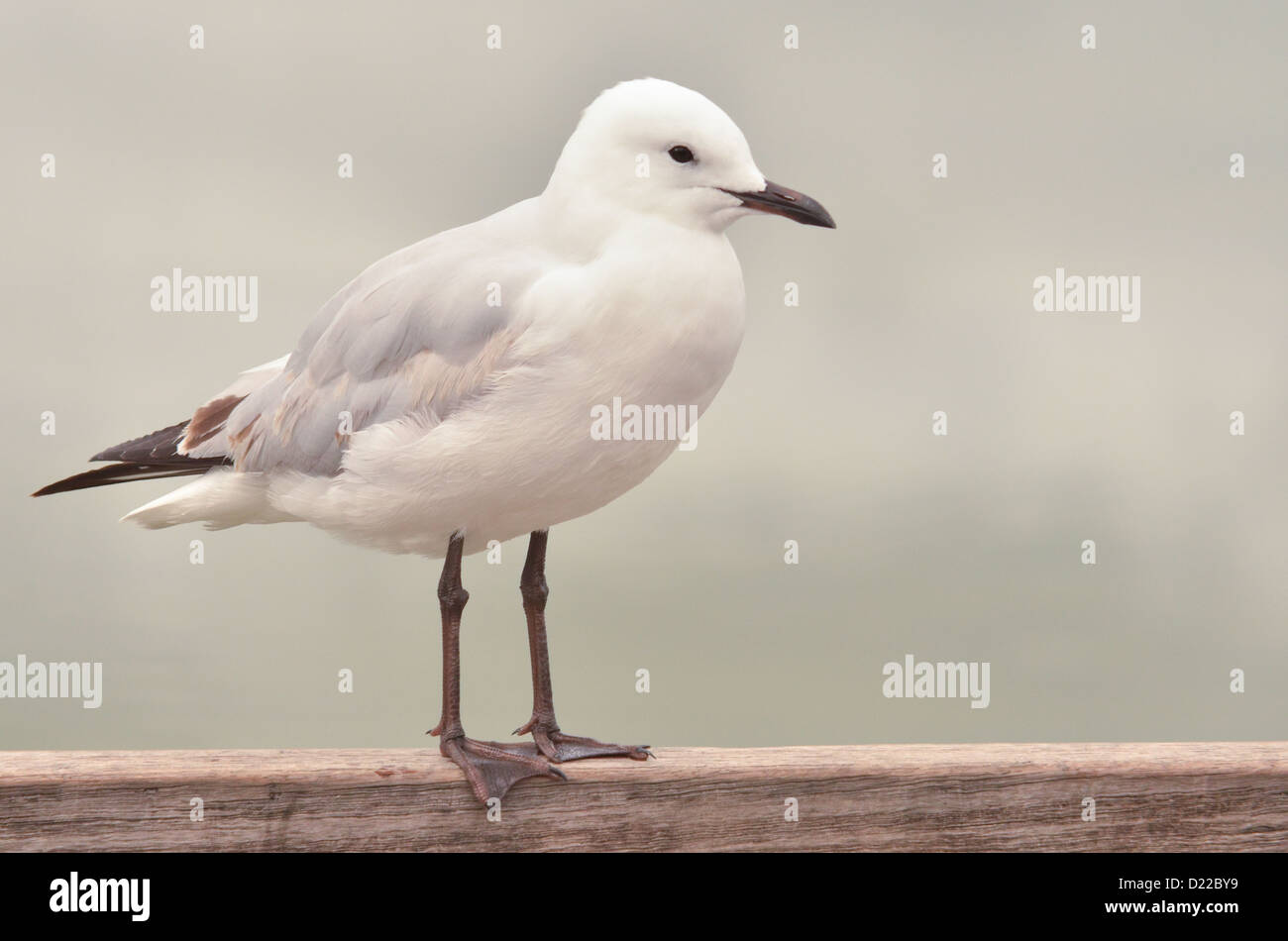 Seagull Standing on a Post Stock Photo