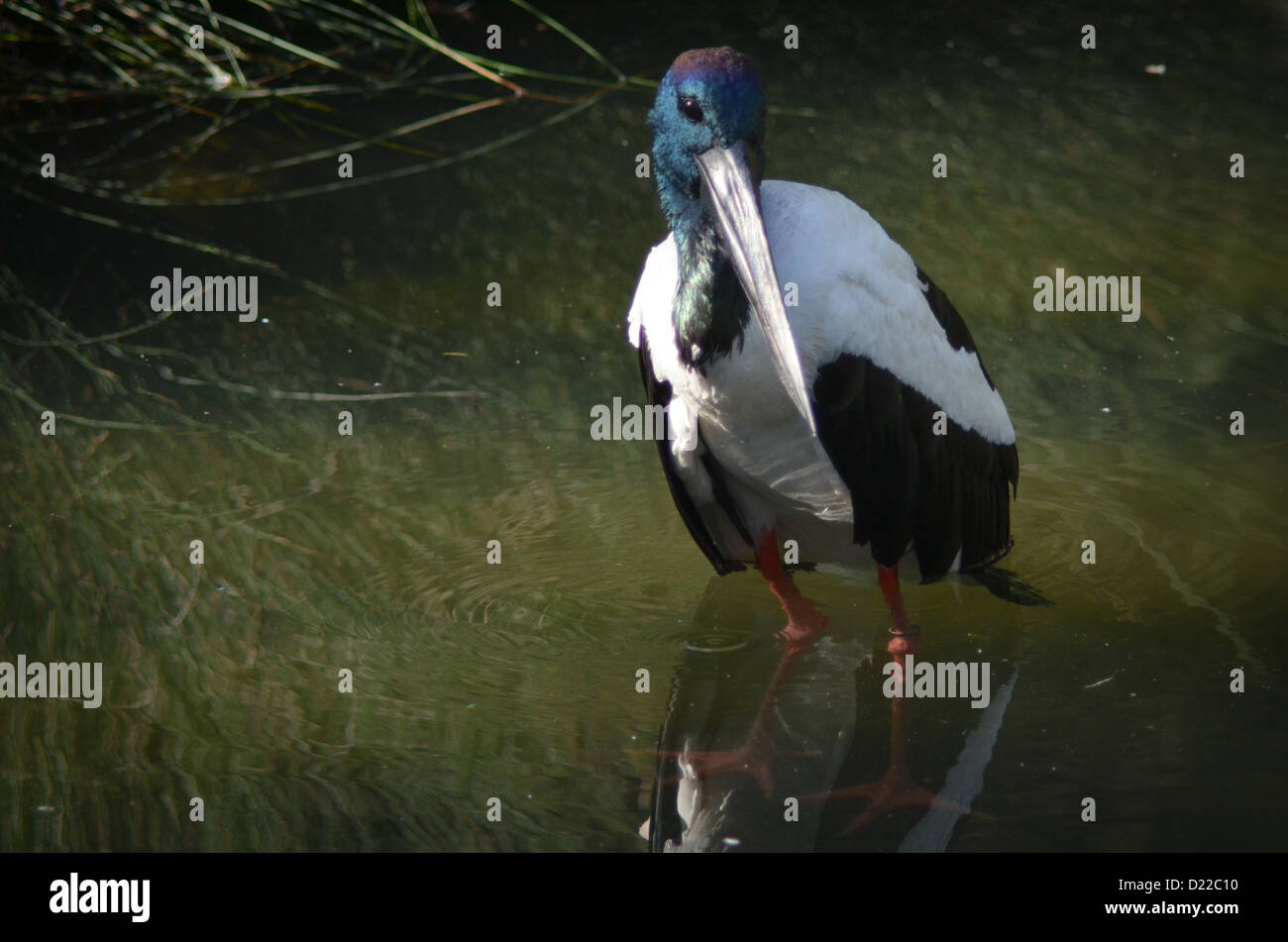 Jabiru Bird Stood in Water Stock Photo