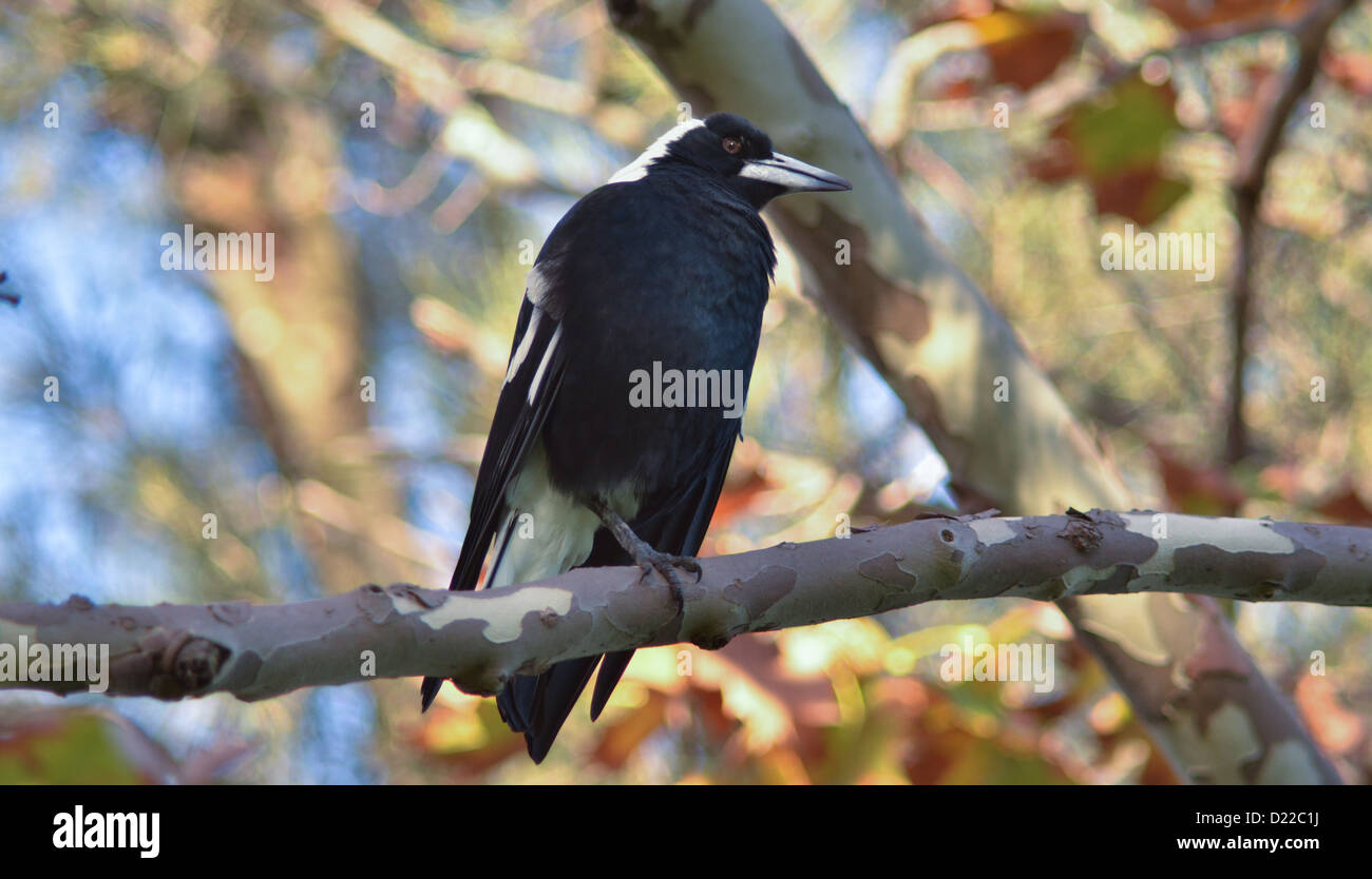 Australian Magpie Perched on a Branch Stock Photo