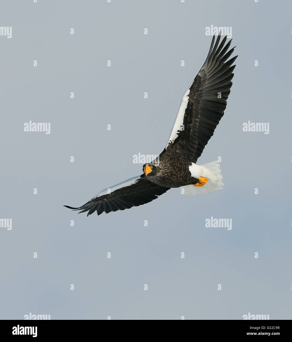 Stellers Sea Eagle on the Floating ice and flying above the Sea of