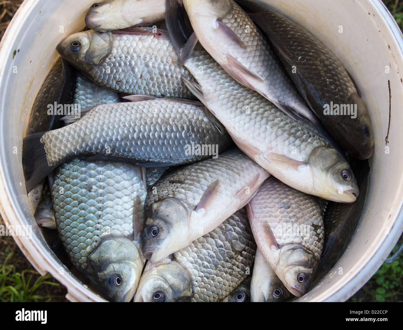 Fish in bucket hi-res stock photography and images - Alamy