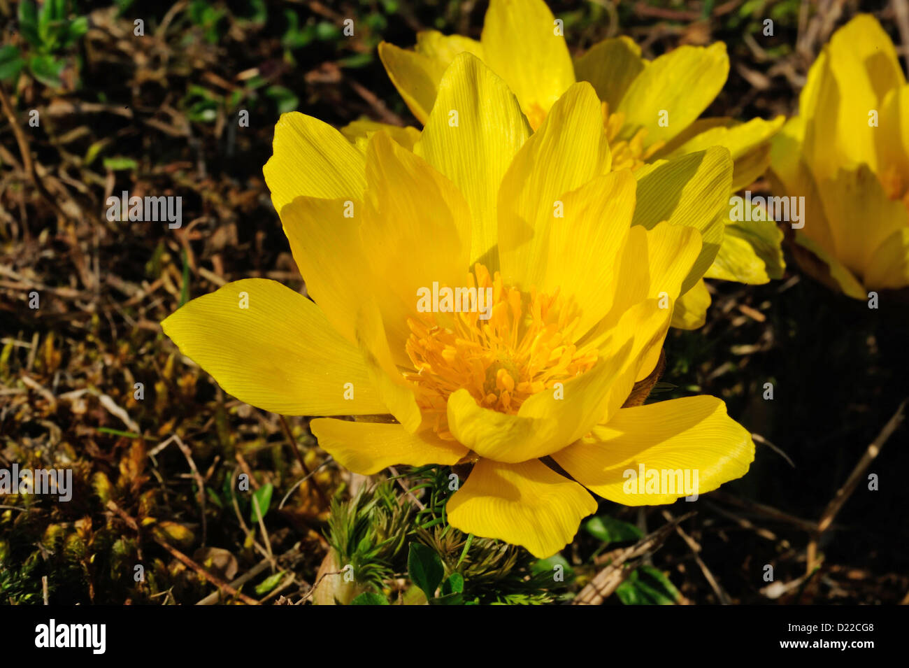 Fruehlings-Adonisroeschen – Spring Adonis • Bayern, Deutschland Stock Photo