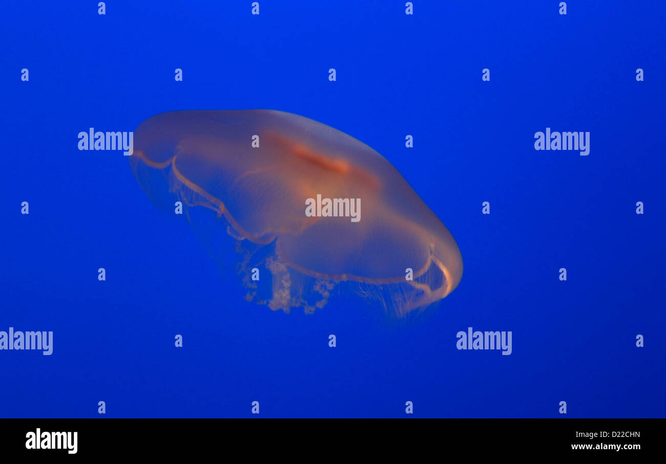 Beautiful suspended jellyfish in crystal clear blue water Stock Photo ...