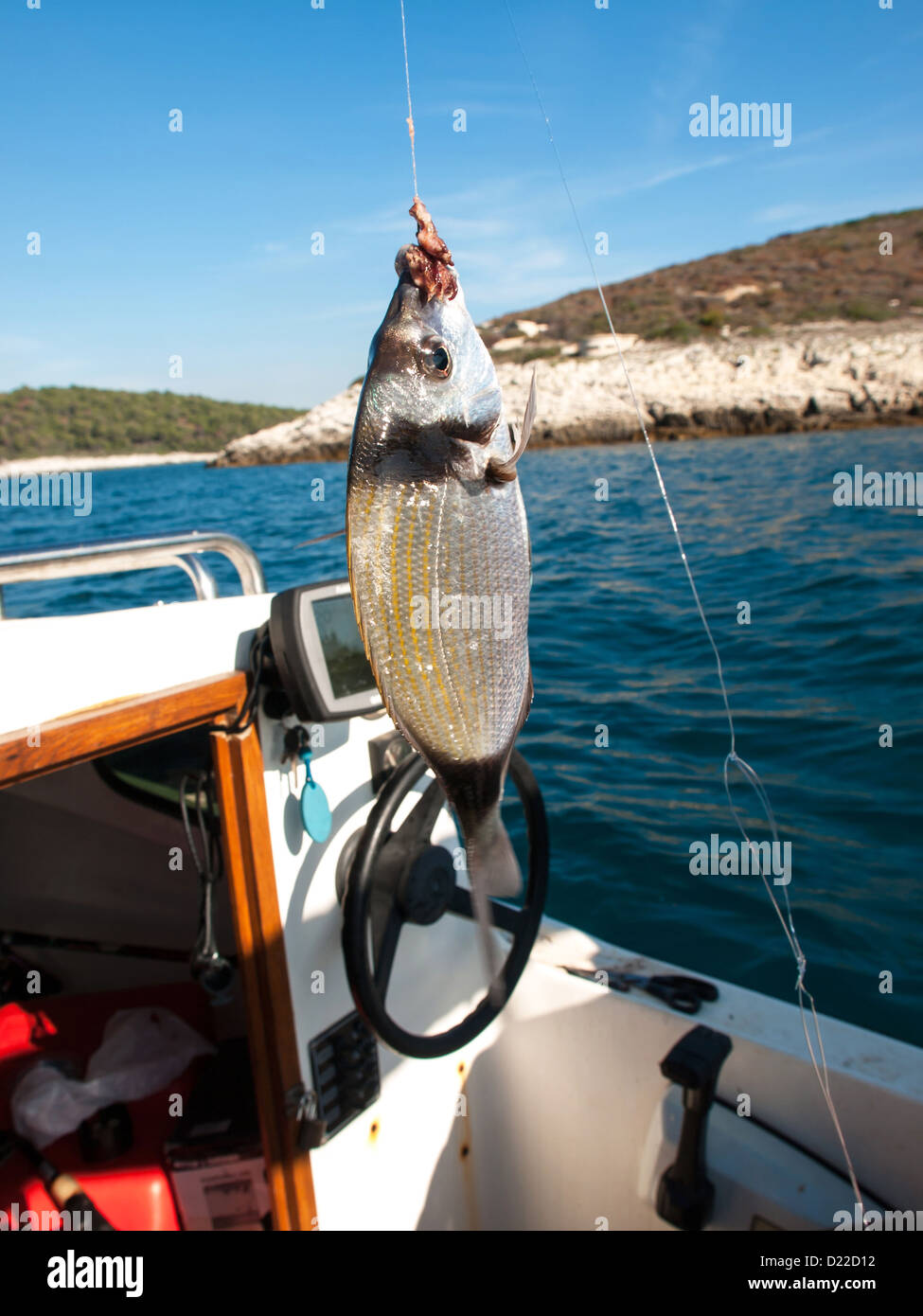 White fish hanging on a fishing line with a hook. Stock Photo by  ©George7423 313360614