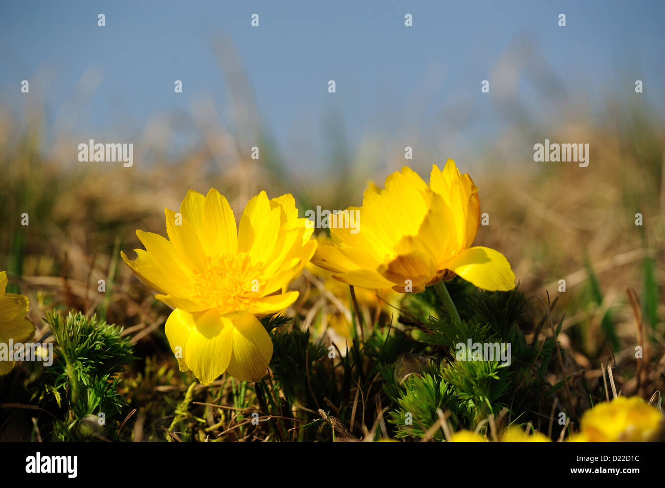 Fruehlings-Adonisroeschen – Spring Adonis • Bayern, Deutschland Stock Photo