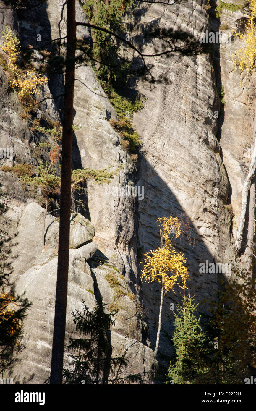 Lone Pine tree and cliffs, Teplice Rocks, East Bohemia, Czech Republic ...