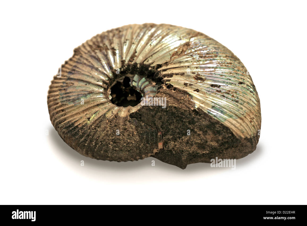 Fossilized ammonite isolated on white Stock Photo