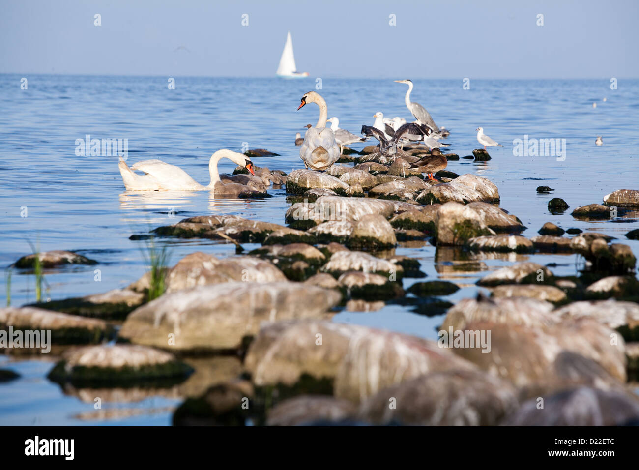 Chilling rocks hi-res stock photography and images - Alamy