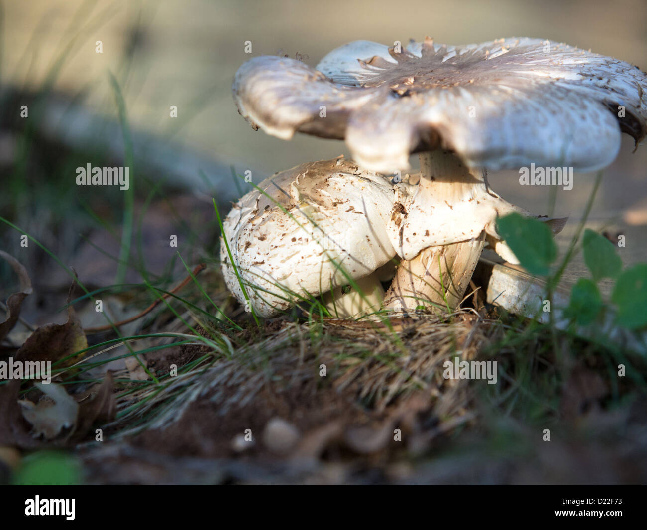 mushrooms growing in the garden Stock Photo Alamy